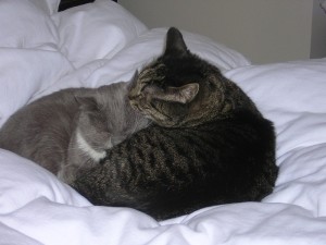 Cubbie and Pixie Sleeping