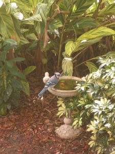 Bird Bath and Blue Jays