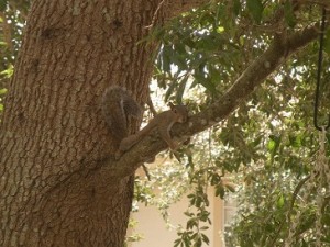 Squirrel-smallest